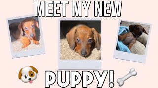 Meet my new PUPPY! Dachshund puppy!