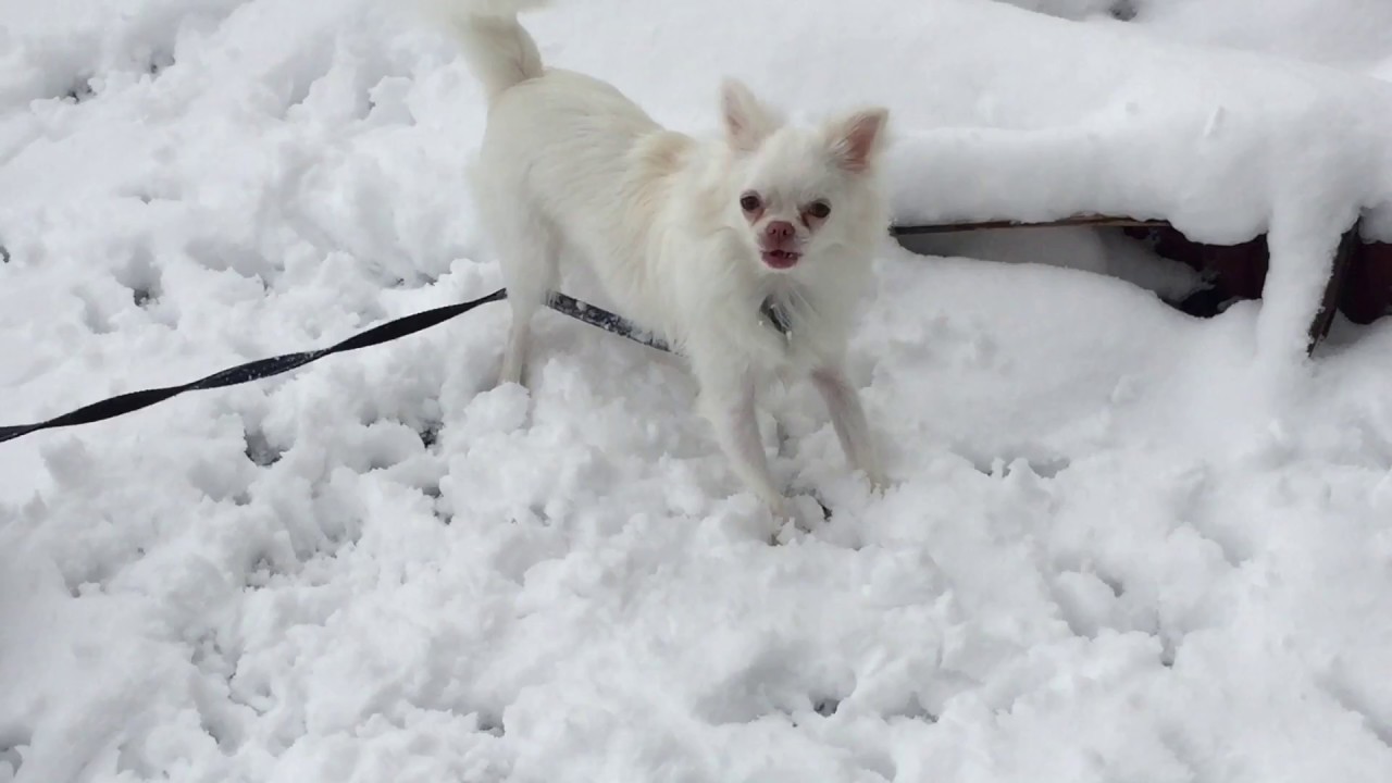 雪 チワワ ラテニッキ
