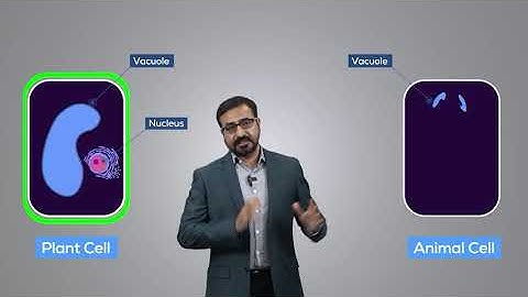 Unlock MDCAT Excellence with KIPS Virtual