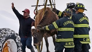 Eastleigh Farm barn collapses on cows, firefighters and workers to the rescue.