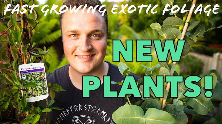 New Plants including a Fast Growing Exotic Evergeen Eucalyptus Neglecta Tree! - DayDayNews