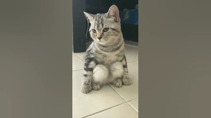 Watch the video about Pets are Awesome 🐾