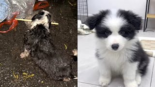 Abandoned puppy crawling helplessly, lifted by warm hands, became a little angel