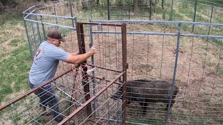Wild Boar Escapes! Can We Catch Him Again ! #166