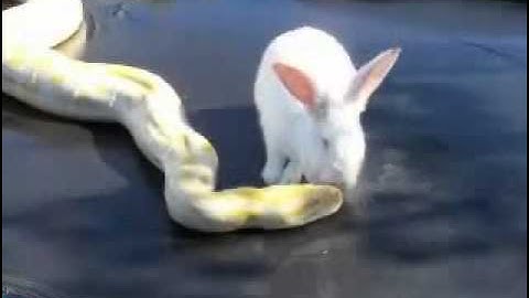 Snake Eating a Rabbit