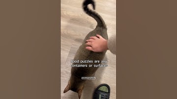 ☝️ Tip for aggressive cats (or other behavioral problems) #cats #cat #catvideos