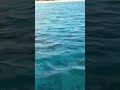Watch till the end #ocean #beach #seaview #dolphins #sea #seafood #theview #trendingpuzzle #travel