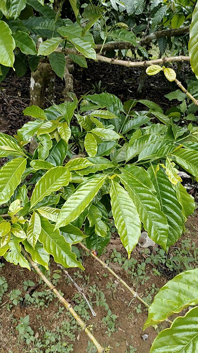 Bro, what month do you store the ingredients...??? #agriculture #robusta #robustacoffee #indonesi...