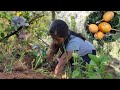 Sembrando Mis Plantas De Canela, Pimienta, Aguacate Y Café En El Campo