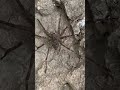 Fishing spider