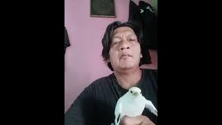 jaipong klasik cicih cangkurileung BULAN MADU