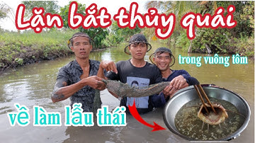 Lặn bắt cá ngát khổng lồ trong vuông tôm