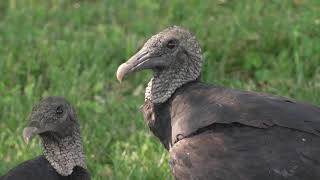 2024 Black Vultures Mo Farm Bureau Teaser