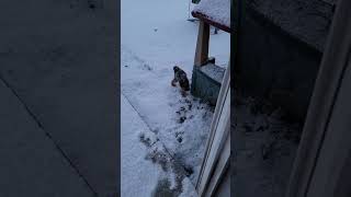 Dog Slipped and Fell Jumping Out of the Door