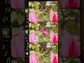 Nature naturelovers beautiful flowers digitalart bindus clickcreator