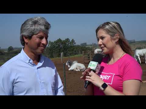 VACA OU BEZERRO? DESCUBRA QUAL A CATEGORIA QUE PAGA AS CONTAS NA FAZENDA DE CRIA