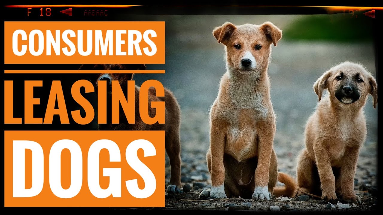 Consumers Lease Dogs Consumers Lease Dogs