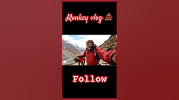 #monkeyvlogs #kedarnath #yatra #chardham #monkey #video kedarnath temple #trending #shorts #vlog2025