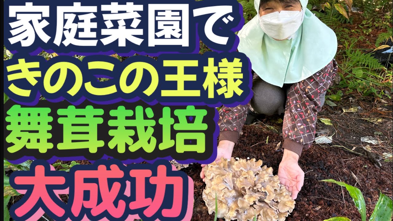 【楽しい家庭菜園】天然ならキロ10,000円超えの舞茸を畑横で育ててみたら感動の結果が！きのこの王様舞茸料理三昧で至福のひととき