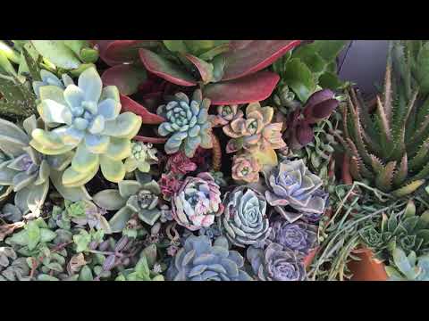 The Death Of Visit This Link On Buy Succulents Online