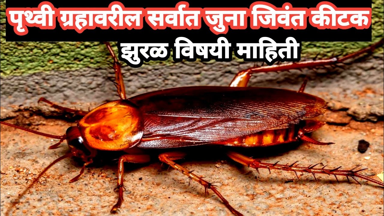 Zural Insect zural vishay mahiti | cockroach chi mahiti | cockroach vishay mahiti ...