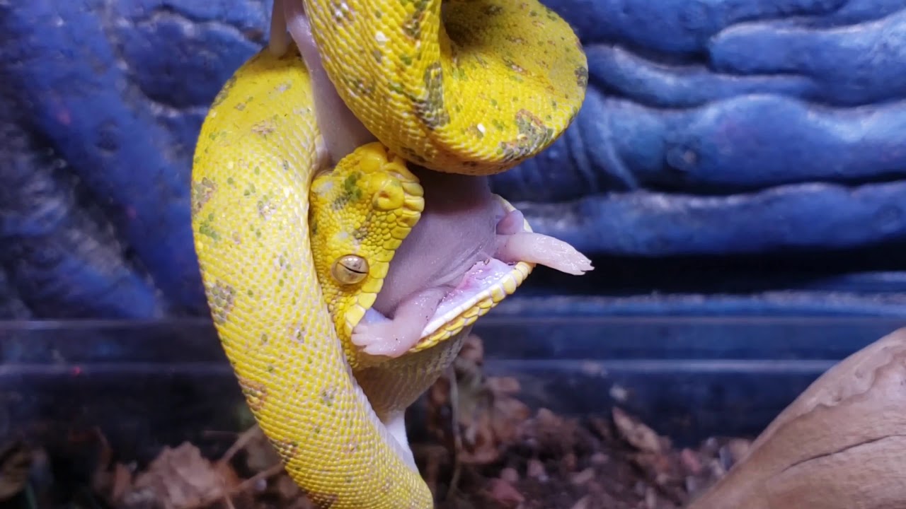 Green tree python eating in 2 minutes - YouTube