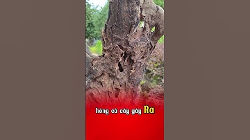 Cách trị sâu đục thân #caytrongcogivui #kythuatcaytrong #caytrong #tet2025 #NutriMix