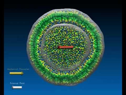 DMPC Liposome under oscillating electric field