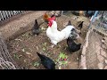 Backyard Chickens Long Compilation Sounds Noises ASMR Hens Clucking Roosters Crowing!