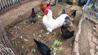 Backyard Chickens Long Compilation Sounds Noises ASMR Hens Clucking Roosters Crowing!
