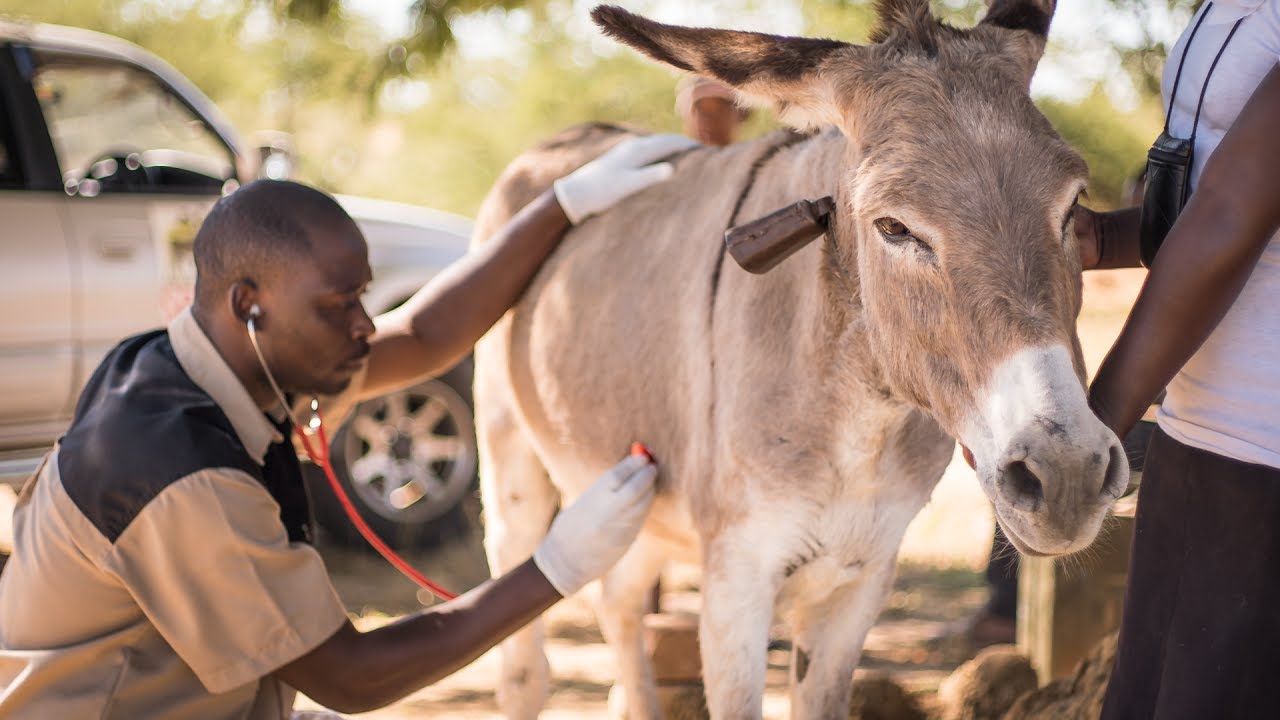 Interview with Dr Erick Mutizhe Senior Veterinary Surgeon, Zimbabwe