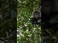 Lion-Tailed Macaque in the Canopy | Primate Life in Valparai Rainforest