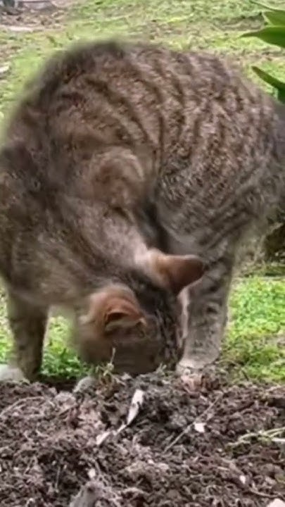 how-to-make-diarrhea-go-away-youtube