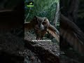 Choc : le rongeur peut-il échapper au hibou ?