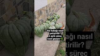 Bal Kabağı Nasıl Yetiştirilir?6 Aylık Süreç Nasıl Geçiyor