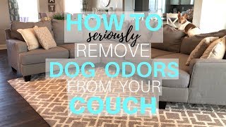 How to Remove Dog Odor From Your Couch | Deep Cleaning My Couch | Dog Odor Removal