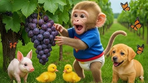 Monkey Bon Bon Drives Tractor to Rescue the Missing Duckling 🐥🚜 | A Surprising Farm Adventure!