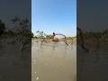 catch a bigkural fish by casnet sundarban areya explore #amazing #casnet #bigfish #subscribe