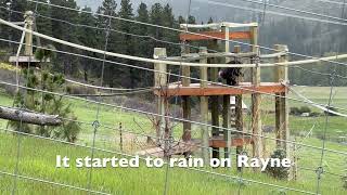 rescued chimpanzees foraging for food during a spring rain