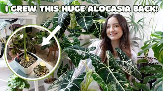 How to Grow Alocasia Micholitziana Fast! | New Monthly Plant Feature Series| Episode 5