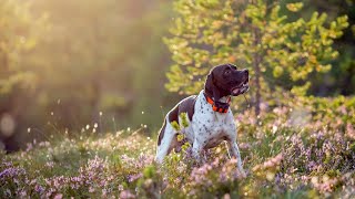 Exploring the Great Outdoors with Pointer Dogs Hiking and Camping Tips