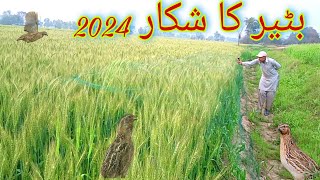 Batair ka Shikar Jall K Sath 2024 Episode11 || Quail Hunting || Hunter Tv HD by Hunter Tv HD 957 views 8 days ago 5 minutes, 44 seconds