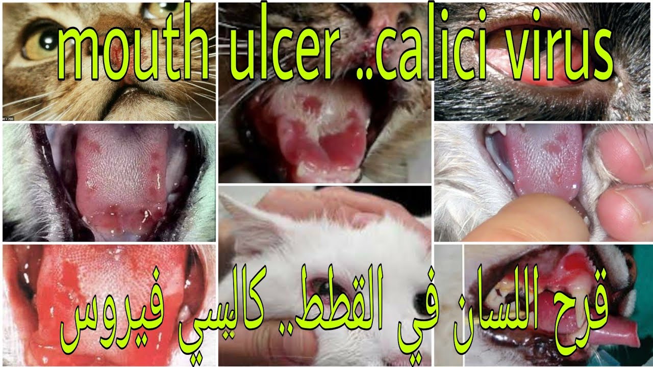 علاج قرح اللسان والتهاب العين في القطط (الكاليسي فيروس)treatment of calici virus