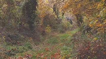 🌳 4K - Relaxing Nature Sounds For Stress Relief, Forest Sounds, Bird Song, ASMR