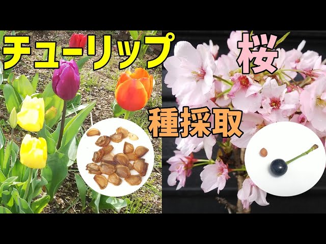 How To Collect Tulips And Cherry Seeds Youtube