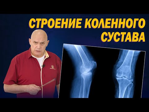 Анатомия и строение коленного сустава: Почему болят колени и что с этим делать?