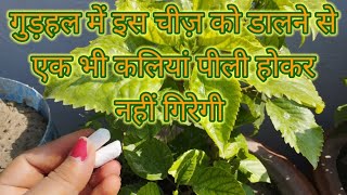 gudhal में इस चीज़ को डालने से एक भी कलियां नहीं पीली होकर नहीं गिरेगी #gardening ##summer