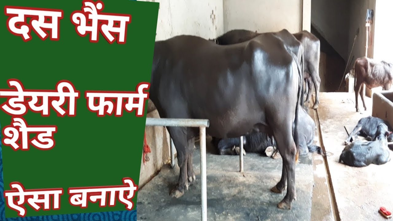 मुर्रा भैंसों का डेरी फार्म ऐसा बनाए Murrah Buffalo Dairy Farm in