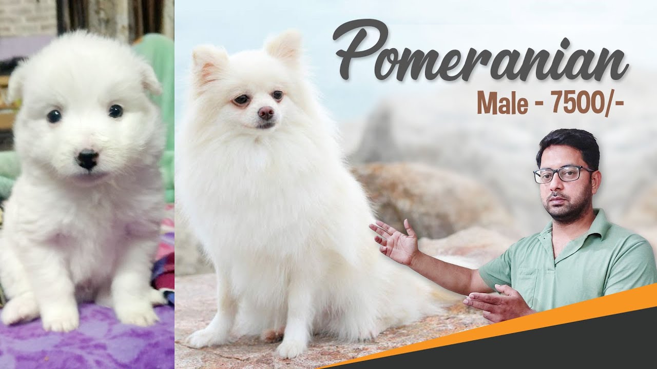 White Pomeranian Dog in Jalandhar Buy Snow White Pomeranian Dog in