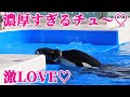 小松トレーナーとラビーのラブラブタイムにホッコリ!! 鴨川シーワールド Kamogawa Sea World シャチショー